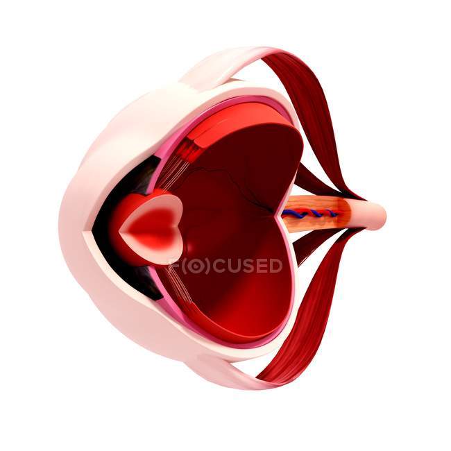 Anatomia dell'occhio umano — Foto stock