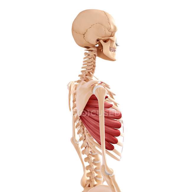 Musculature du dos humain — Photo de stock