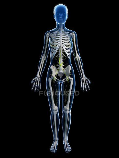 Weibliches Skelettsystem — Stockfoto