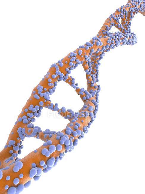 Estructura de la molécula de ADN - foto de stock