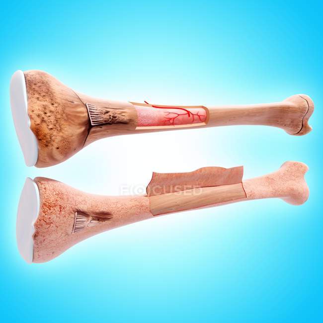 Human femur structural anatomy — Stock Photo