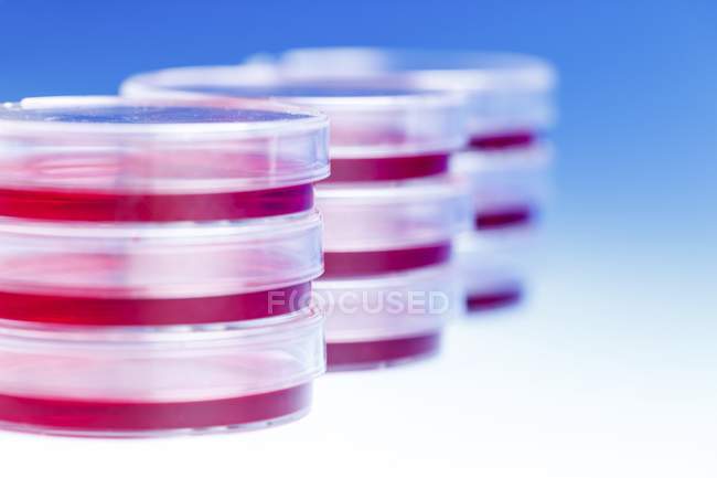 Petri dishes stacked on table. — Stock Photo