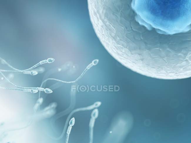 Processo di fecondazione ovarica e spermatica — Foto stock