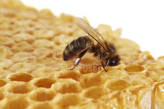 Honey bee on honeycomb — Stock Photo