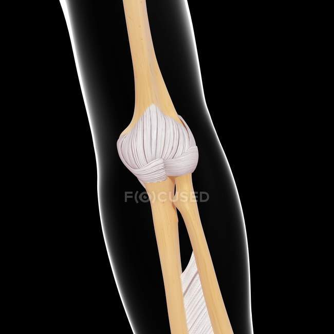 Anatomia delle ossa del braccio umano — Foto stock