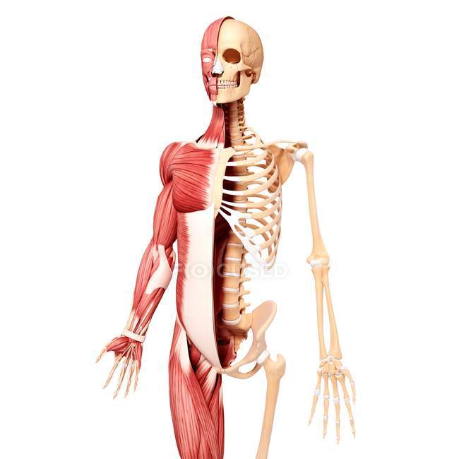 Vista frontale della muscolatura umana — Foto stock