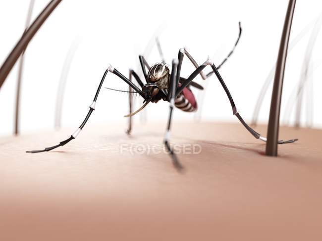 Mosquito fêmea na pele — Fotografia de Stock
