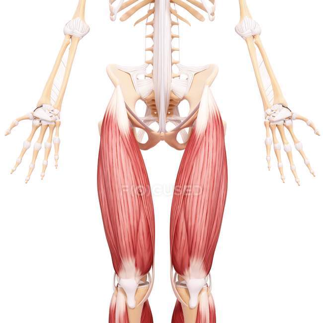 Людськими ногами мускулатури — стокове фото