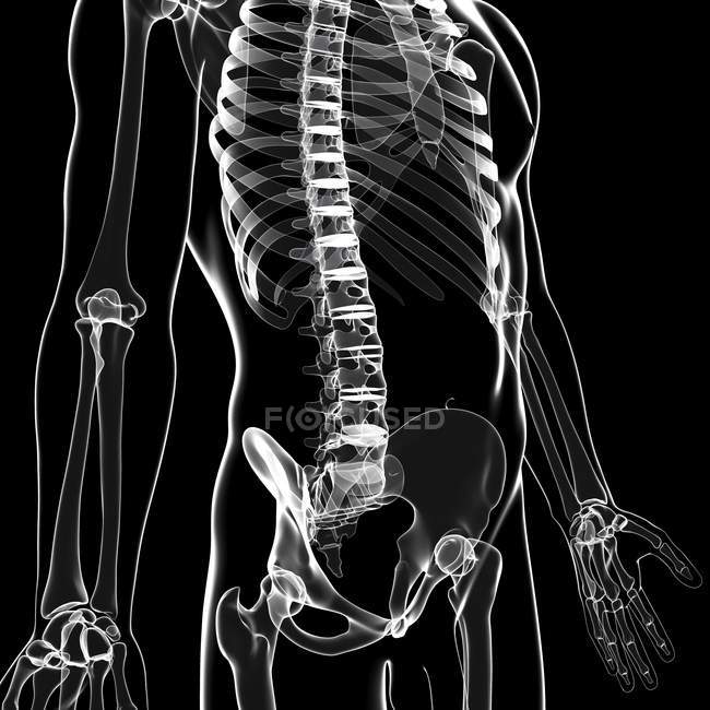 Sezione lombare della colonna vertebrale umana — Foto stock