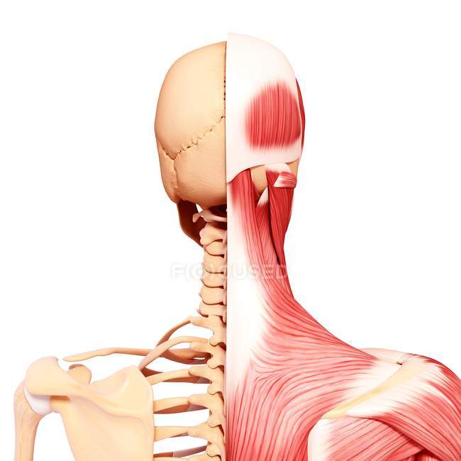 Human neck musculature — Stock Photo