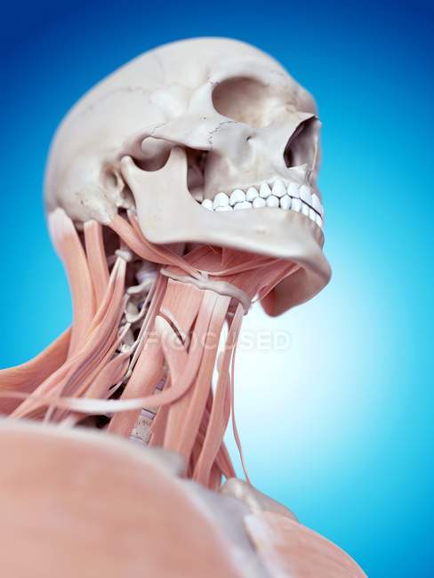 Teschio umano e muscoli del collo — Foto stock