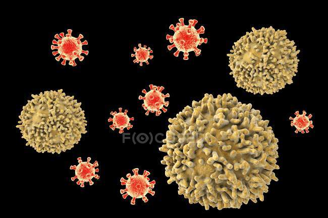 I linfociti attaccano i virus — Foto stock