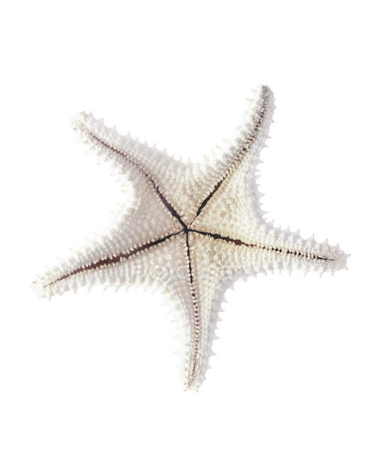 Starfish skeleton on white background. — Stock Photo