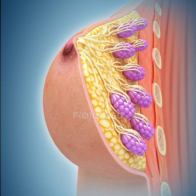 Anatomie mammaire féminine — Photo de stock