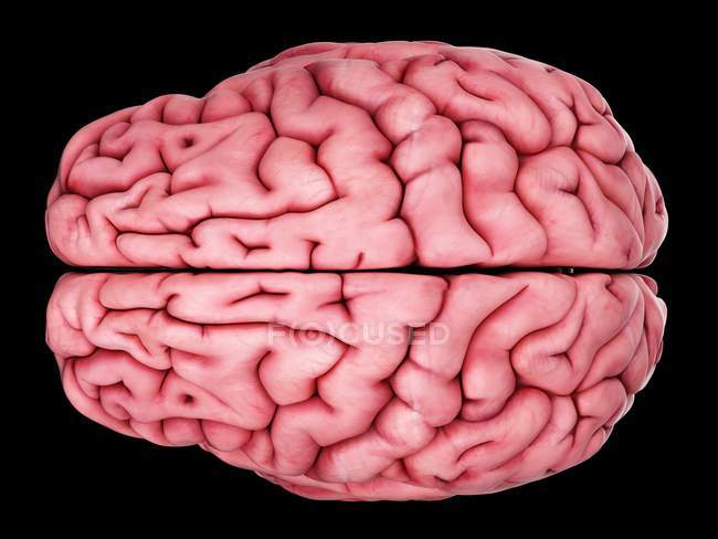 Human brain anatomy showing cortex — Stock Photo