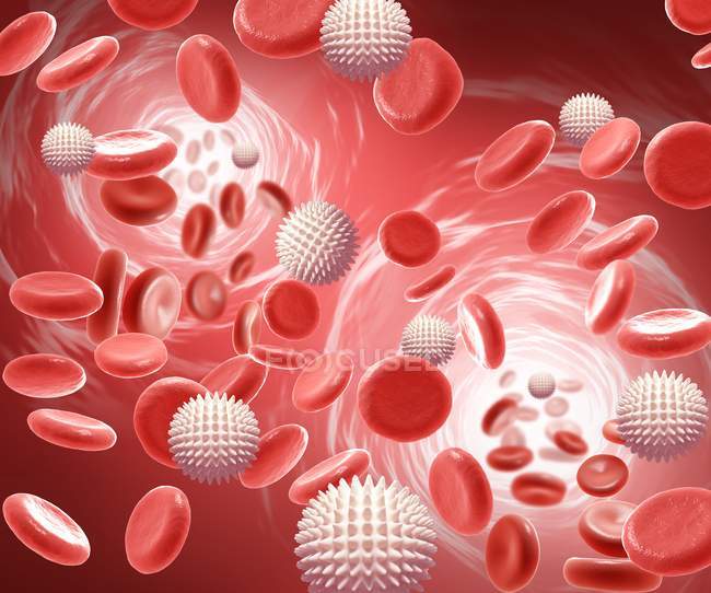 Glóbulos rojos y glóbulos blancos - foto de stock