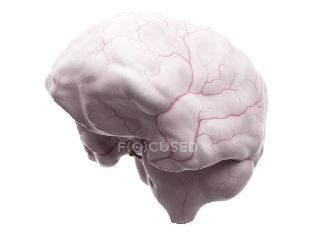 Anatomia cerebral mostrando sistema de suprimento de sangue — Fotografia de Stock