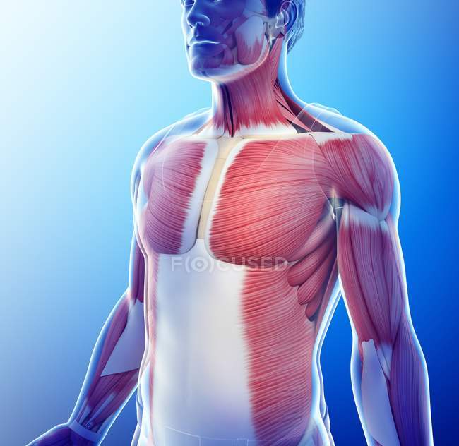 Комп'ютерна ілюстрація чоловічої мускулатури . — стокове фото