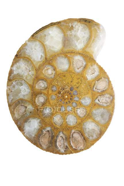 Fóssil de amonita de Madagáscar . — Fotografia de Stock