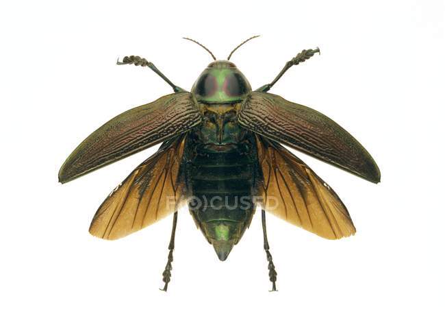Metallic wood-boring beetle — Stock Photo