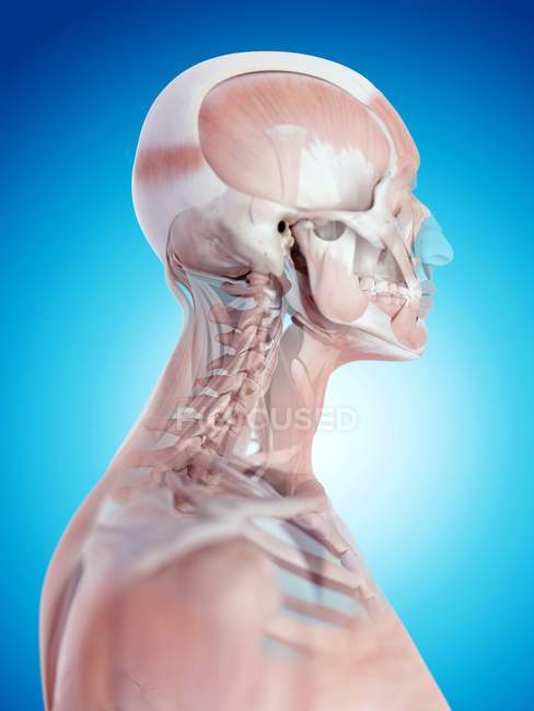 Мышцы шеи человека — стоковое фото