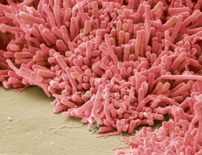 Планкообразующие бактерии — стоковое фото