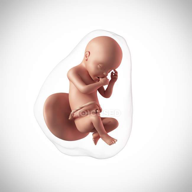 Idade do feto humano 30 semanas — Fotografia de Stock