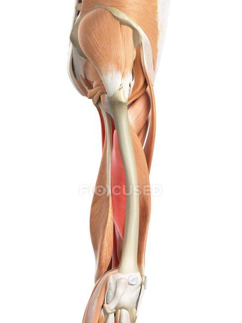 Muscular system of leg — Stock Photo