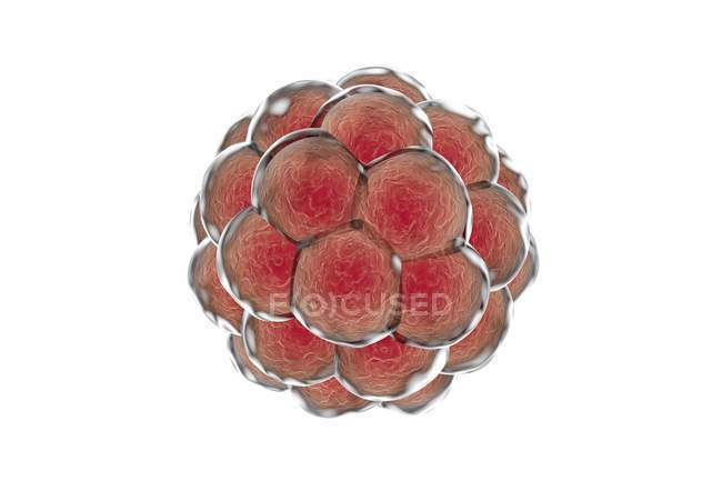 Embrione umano multicellulare — Foto stock