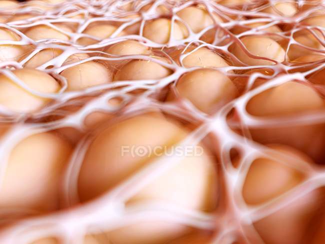 Struttura e anatomia delle cellule fatali — Foto stock