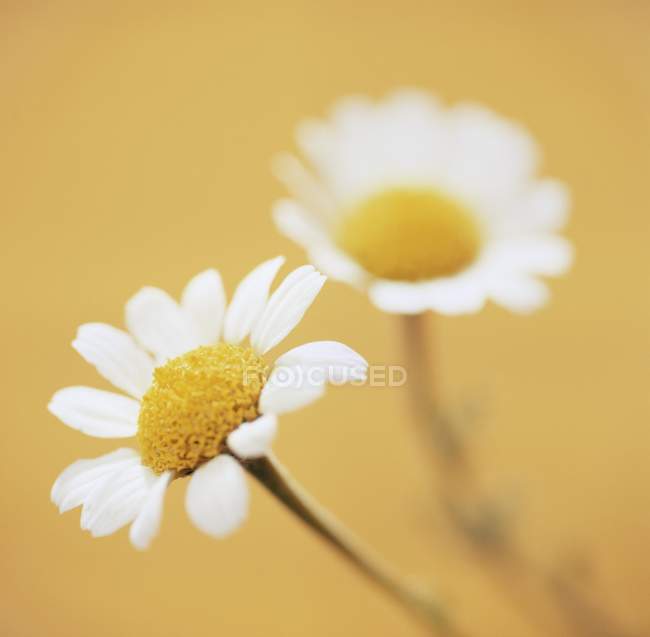 Primer plano de las flores de manzanilla sobre fondo amarillo . - foto de stock