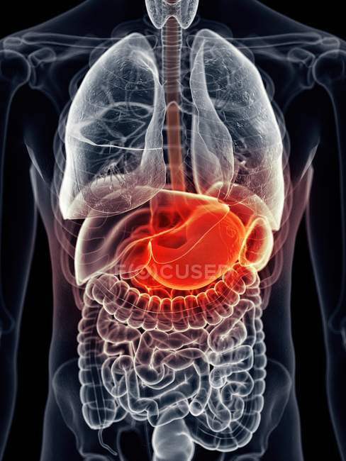 Estómago humano y sistema digestivo - foto de stock
