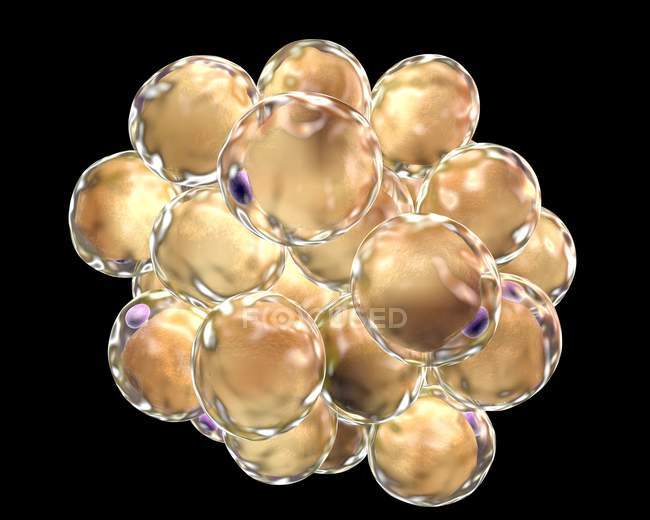 Жировая ткань, состоящая из адипоцитов — стоковое фото