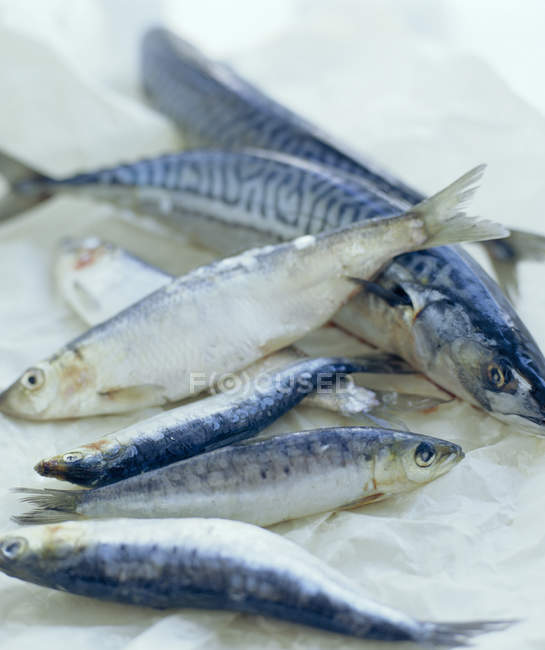 Uncooked mackerel fish on white wax paper. — Stock Photo