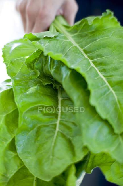 Gardener hand holding harvested perpetual spinach leaves. — Stock Photo