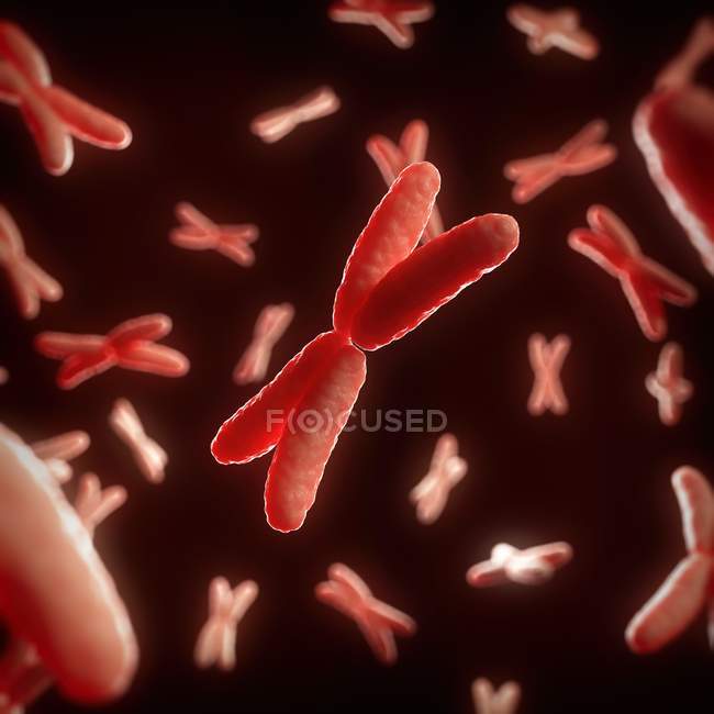 Estrutura e composição dos cromossomas X — Fotografia de Stock