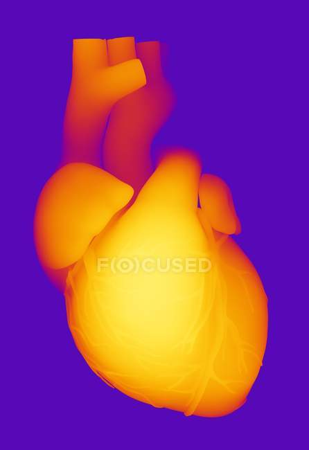 Visualización visual de la anatomía del corazón - foto de stock