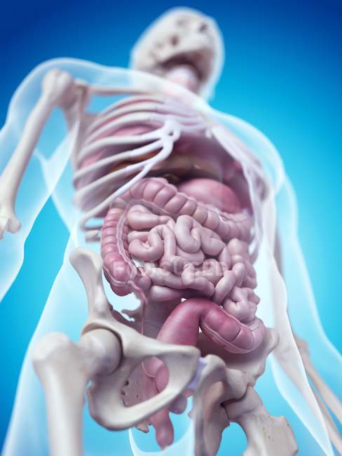 Skeletal system and internal organs — Stock Photo