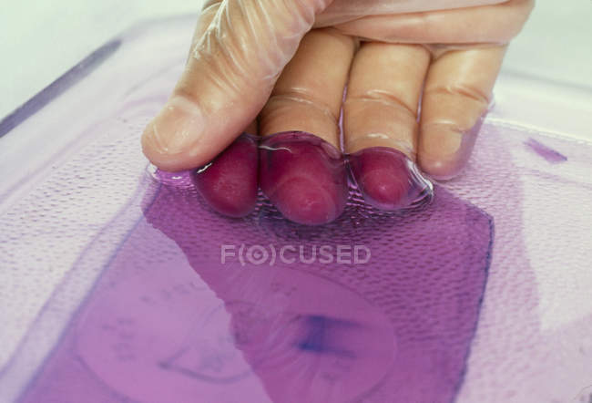 Guanto mano raccogliendo foglio di gel di agarosio . — Foto stock