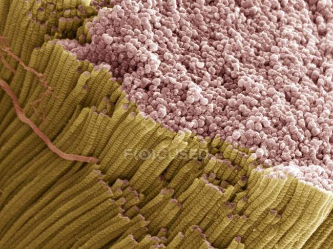 Tendon showing bundles of collagen fibres — Stock Photo