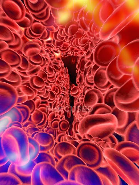 Red blood cells — Stock Photo