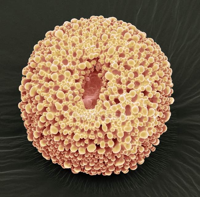 Geranium sp. pollen grain — Stock Photo