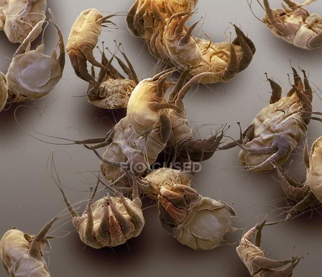 House dust mites — Stock Photo