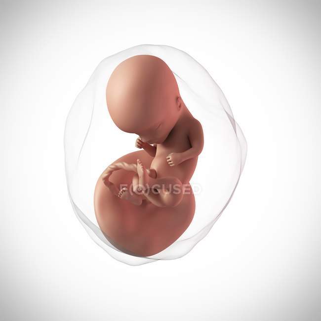 Idade do feto humano 14 semanas — Fotografia de Stock