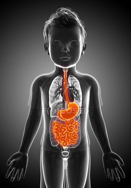 Sistema digestivo de uma criança — Fotografia de Stock