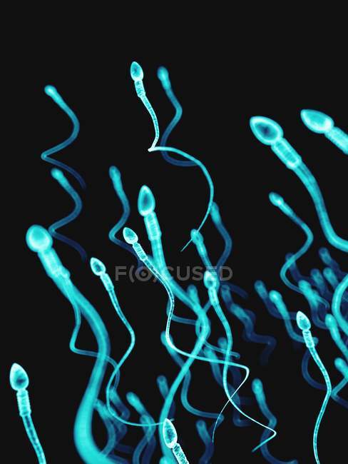 Сперматозоиды человека — стоковое фото