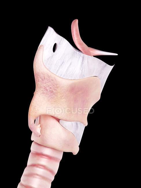 Anatomie des menschlichen Kehlkopfes — Stockfoto