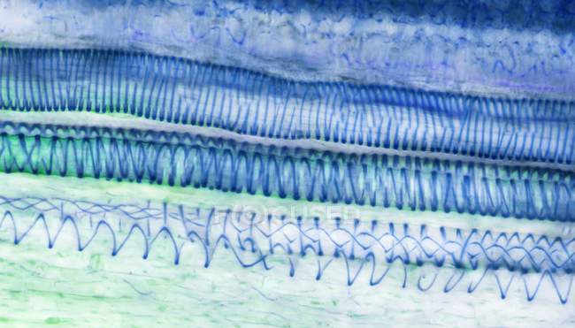 Lichtmikroskopie (lm) eines Schnitts durch Sonnenblumengewebe (Helianthus annuus) mit spiralförmigen Tracheiden, einer Art Xylem. — Stockfoto
