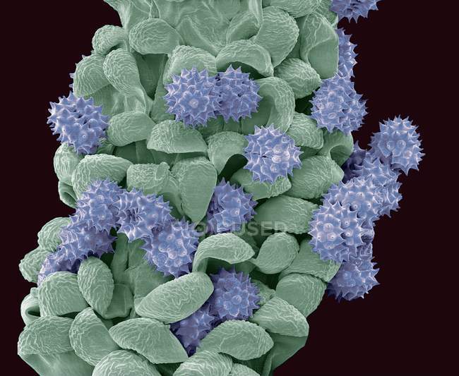 Зерна пыльцы обыкновенной маргаритки — стоковое фото