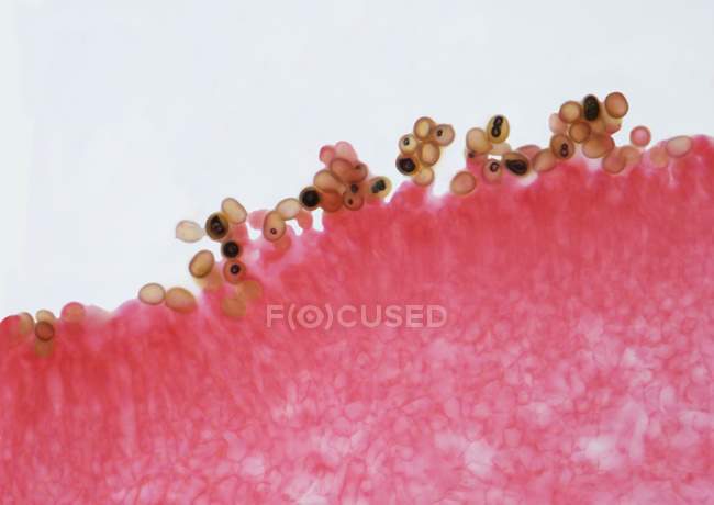 Micrografo leggero ad alta potenza (LM) di una sezione attraverso le branchie di un fungo, Agaricus sp. (ex Salliota sp. .). — Foto stock